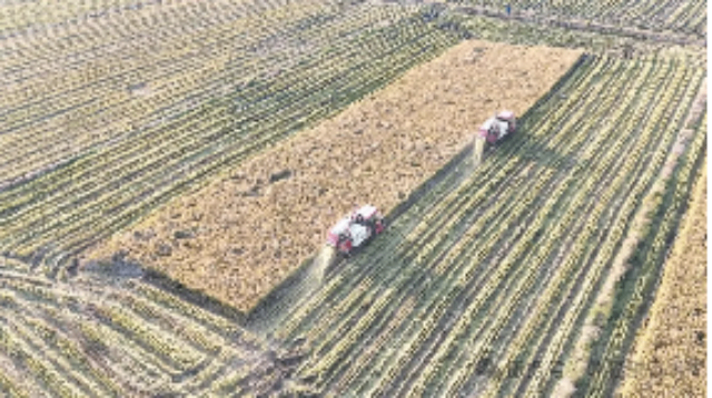 滁州軟糯爽口稻花香米產(chǎn)地直銷 滁州金弘安米業(yè)供應(yīng)