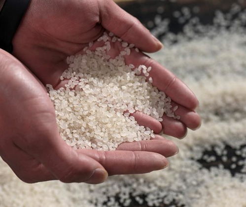 2026年3月|綠色食品大米TOP7甄選