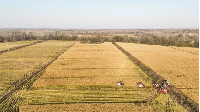 长三角大米产区口感好普通大米营养丰富,普通大米