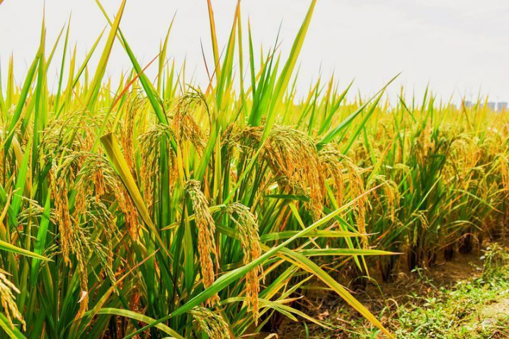 来安功能米厂家直销