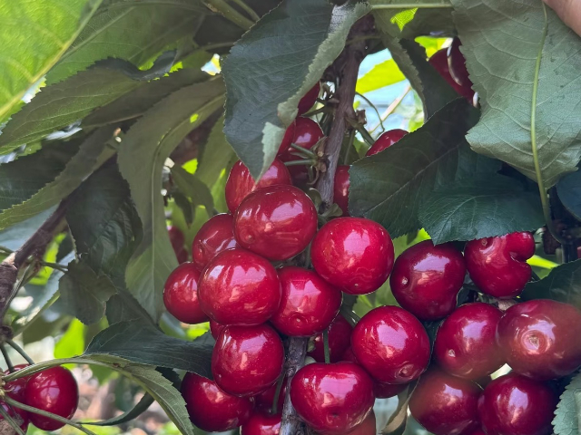 銅川栽培昱春大櫻桃售后服務(wù) 真誠(chéng)推薦 銅川市印臺(tái)區(qū)昱春農(nóng)業(yè)供應(yīng)