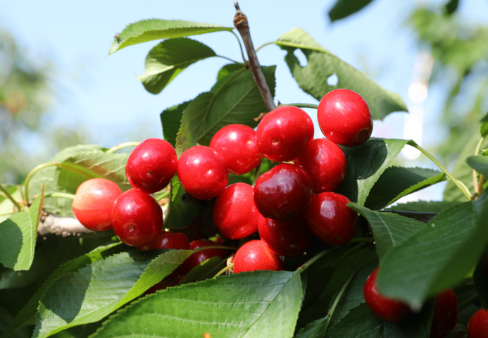 銅川銷售昱春大櫻桃 服務(wù)為先 銅川市印臺(tái)區(qū)昱春農(nóng)業(yè)供應(yīng)