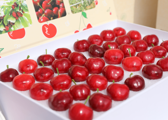 銅川銷售昱春大櫻桃加盟報(bào)價(jià) 誠(chéng)信服務(wù) 銅川市印臺(tái)區(qū)昱春農(nóng)業(yè)供應(yīng)