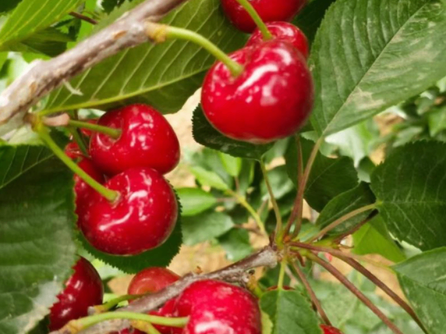 銅川栽培昱春大櫻桃售后服務(wù) 歡迎來電 銅川市印臺區(qū)昱春農(nóng)業(yè)供應(yīng)