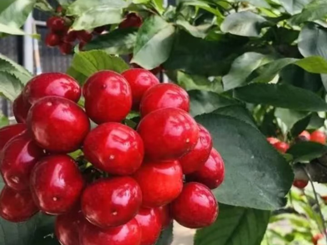 渭南销售昱春大樱桃价格比较,昱春大樱桃