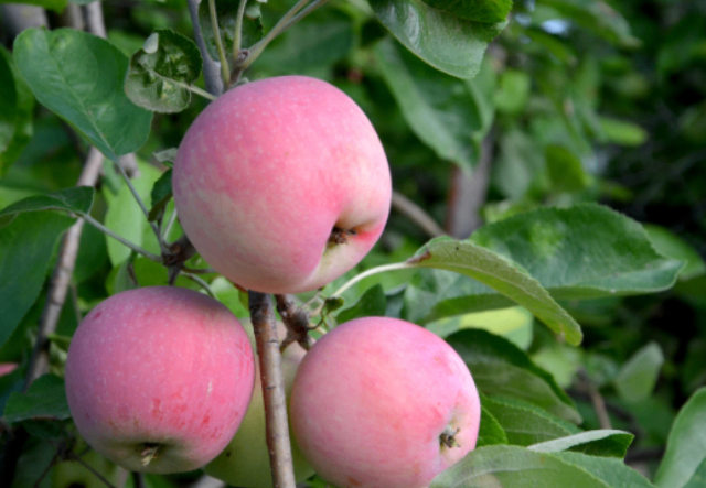 銅川本地蘋(píng)果售后服務(wù) 歡迎咨詢 銅川市印臺(tái)區(qū)昱春農(nóng)業(yè)供應(yīng)