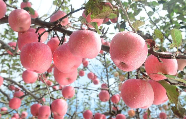 銅川批發(fā)蘋果價(jià)位 來電咨詢 銅川市印臺(tái)區(qū)昱春農(nóng)業(yè)供應(yīng)