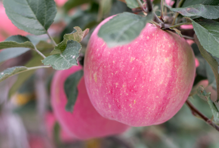 銅川銷售蘋果推薦廠家 服務(wù)至上 銅川市印臺區(qū)昱春農(nóng)業(yè)供應(yīng)