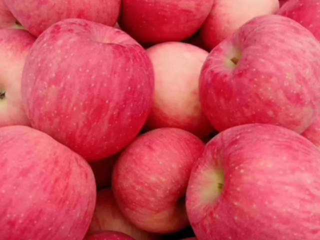 銅川蘋果零售價 誠信服務(wù) 銅川市印臺區(qū)昱春農(nóng)業(yè)供應(yīng)