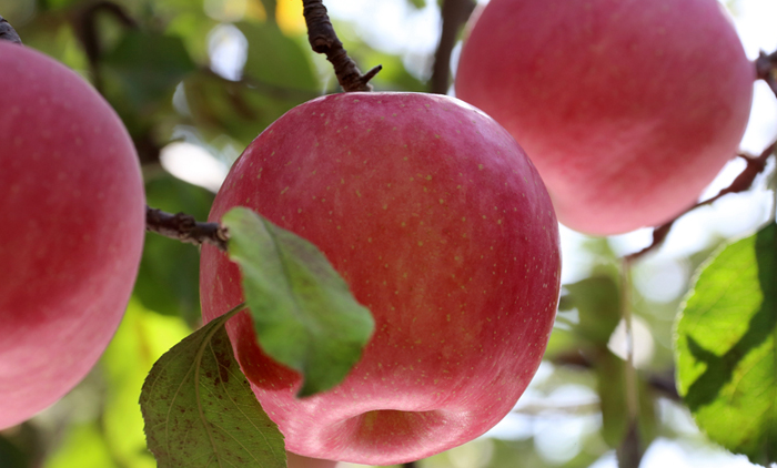 銅川銷售蘋果售后服務(wù) 真誠推薦 銅川市印臺區(qū)昱春農(nóng)業(yè)供應(yīng)