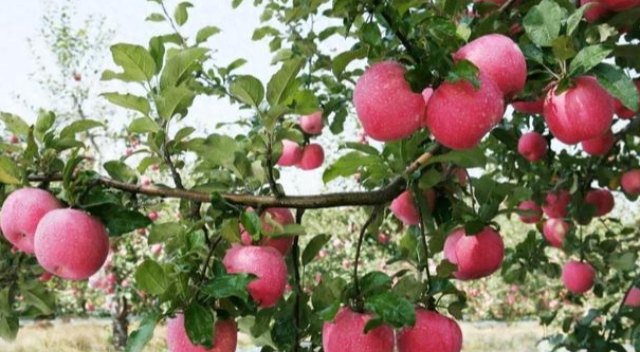 銅川本地蘋果單產(chǎn) 歡迎咨詢 銅川市印臺區(qū)昱春農(nóng)業(yè)供應(yīng)