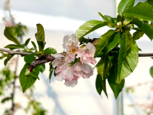 銅川本地移動(dòng)果園產(chǎn)量 歡迎來(lái)電 銅川市印臺(tái)區(qū)昱春農(nóng)業(yè)供應(yīng)