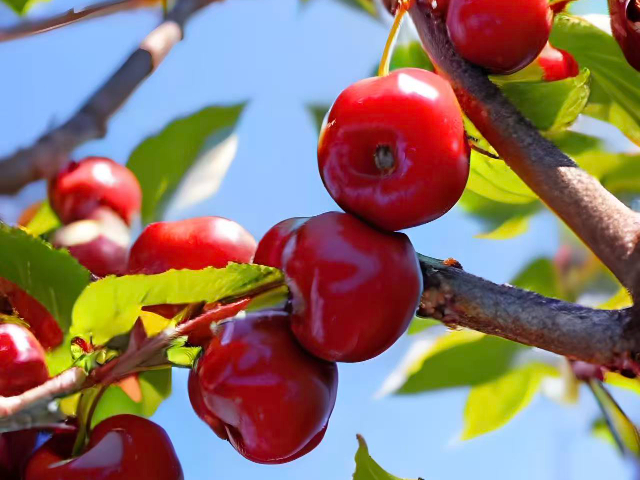 銅川盆栽櫻桃市面價(jià) 值得信賴 銅川市印臺(tái)區(qū)昱春農(nóng)業(yè)供應(yīng);