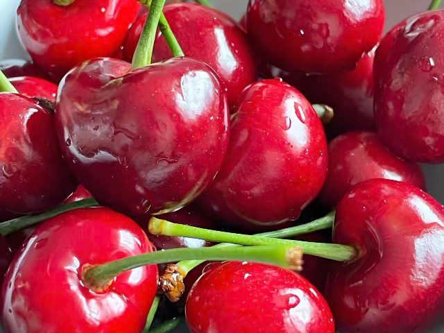 銅川耐寒盆栽櫻桃成本價 誠信服務 銅川市印臺區昱春農業供應