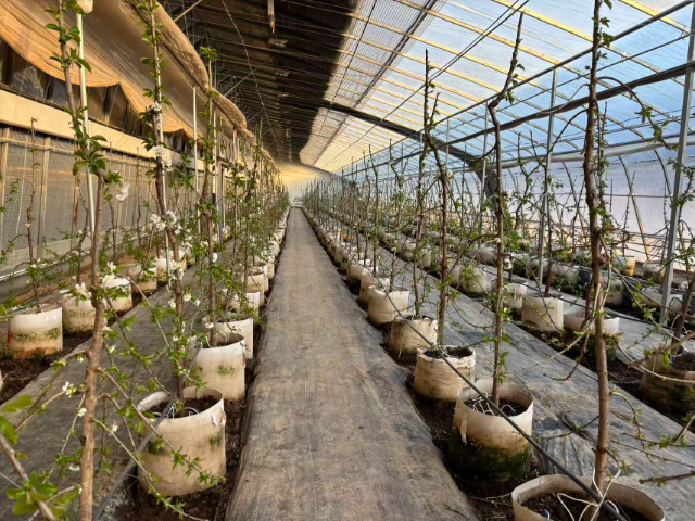 銅川秋季移動果園價格行情 服務為先 銅川市印臺區昱春農業供應