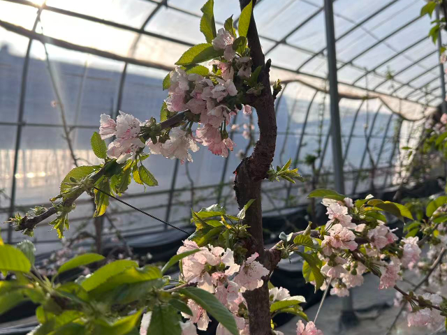 銅川本地移動(dòng)果園市場(chǎng)報(bào)價(jià) 歡迎咨詢 銅川市印臺(tái)區(qū)昱春農(nóng)業(yè)供應(yīng)