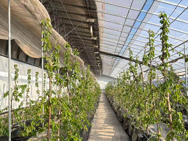 延安本地移动果园价格行情