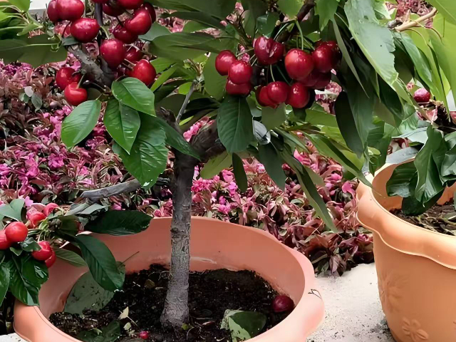 銅川季收盆栽櫻桃交易價(jià)格 歡迎來電 銅川市印臺區(qū)昱春農(nóng)業(yè)供應(yīng)