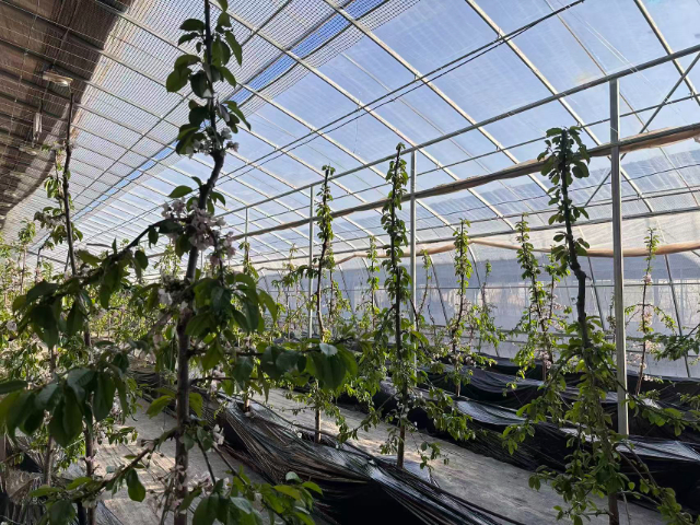 銅川季收移動(dòng)果園價(jià)格行情 服務(wù)為先 銅川市印臺(tái)區(qū)昱春農(nóng)業(yè)供應(yīng)