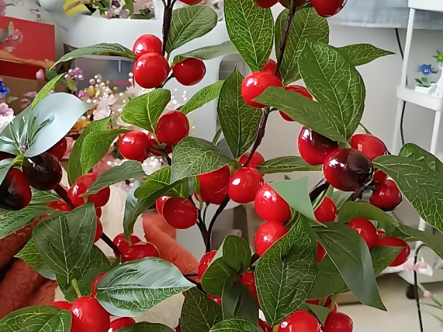 延安耐寒盆栽樱桃价格优惠