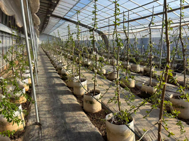 汉中国产移动果园近期价格