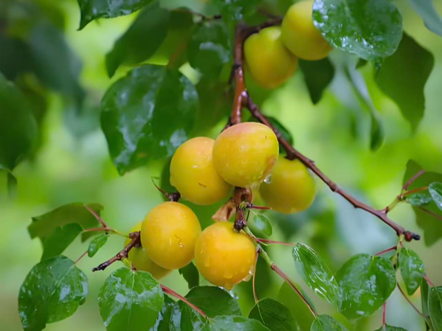 銅川本地盆栽果樹種地企業(yè) 來電咨詢 銅川市印臺區(qū)昱春農(nóng)業(yè)供應(yīng);