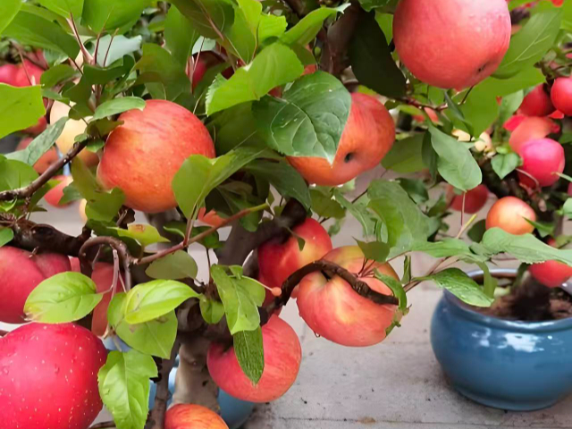 銅川品牌盆栽果樹(shù)銷售電話 歡迎咨詢 銅川市印臺(tái)區(qū)昱春農(nóng)業(yè)供應(yīng)