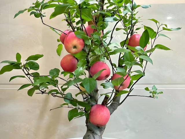 銅川品牌盆栽果樹訂制價格 值得信賴 銅川市印臺區(qū)昱春農(nóng)業(yè)供應(yīng)