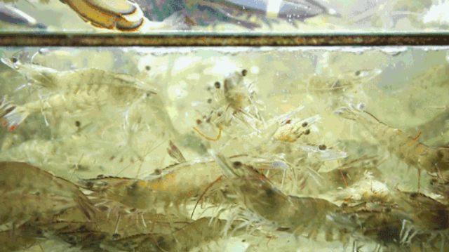 建德海味海鮮面加盟 面道贊浙江品牌管理供應(yīng)