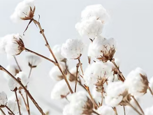 棲霞區(qū)棉毛混紡制造廠家