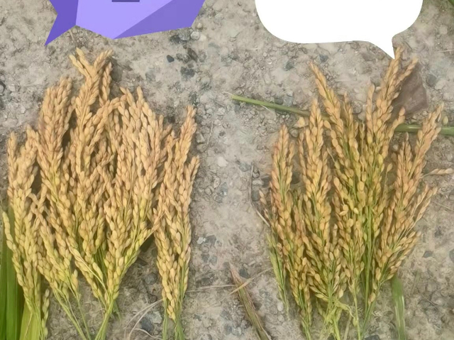 池州中量元素硅肥批發(fā) 無錫信佳宜生物科技供應