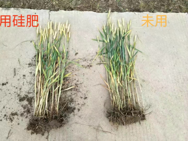 白城中量元素硅肥價格