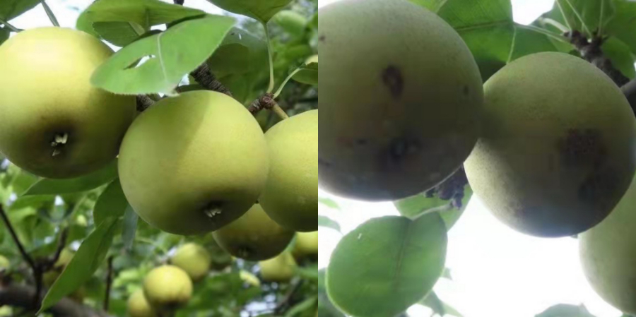 七臺(tái)河單硅酸硅肥供應(yīng)商