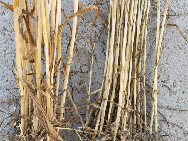 七臺河單硅酸硅肥批發,硅肥