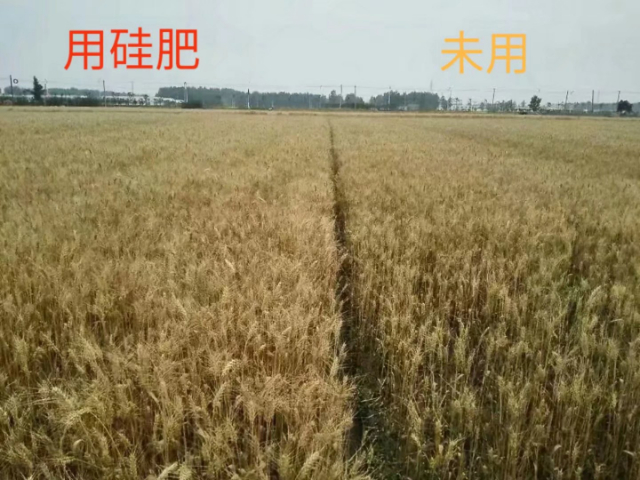 蚌埠硅肥價格 無錫信佳宜生物科技供應