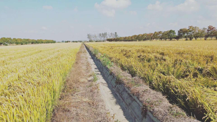 宣城水溶性硅肥 無(wú)錫信佳宜生物科技供應(yīng)