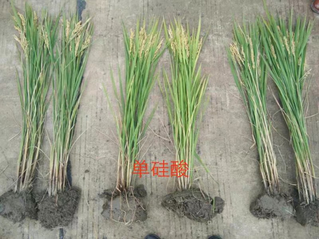 池州中量元素硅肥供應商 無錫信佳宜生物科技供應