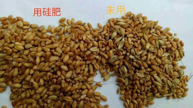 南京中量元素硅肥代理商 無錫信佳宜生物科技供應