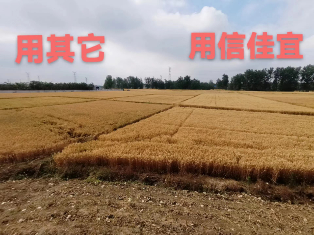 無錫水溶性硅肥廠家 無錫信佳宜生物科技供應(yīng)