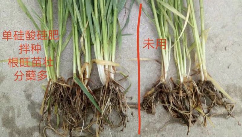 池州葉面肥硅肥廠家