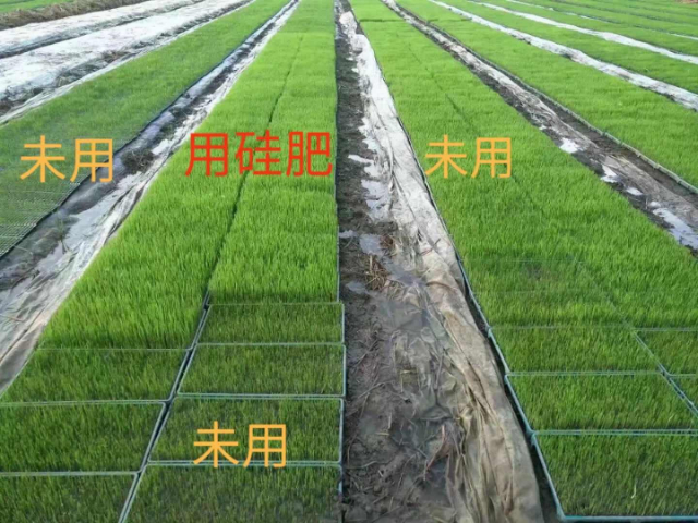 常州水溶性硅肥代理商