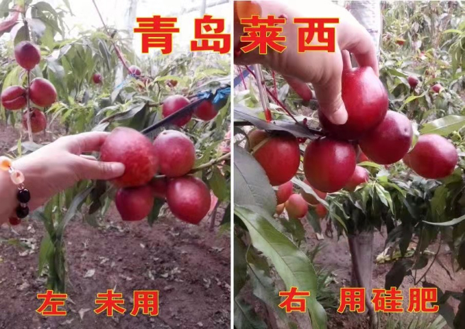 泰州水溶性硅肥價格,硅肥