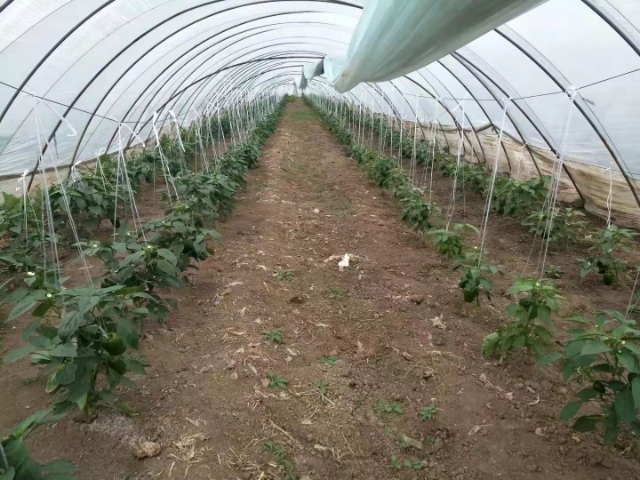 河南硅肥供應(yīng)商 無錫信佳宜生物科技供應(yīng)