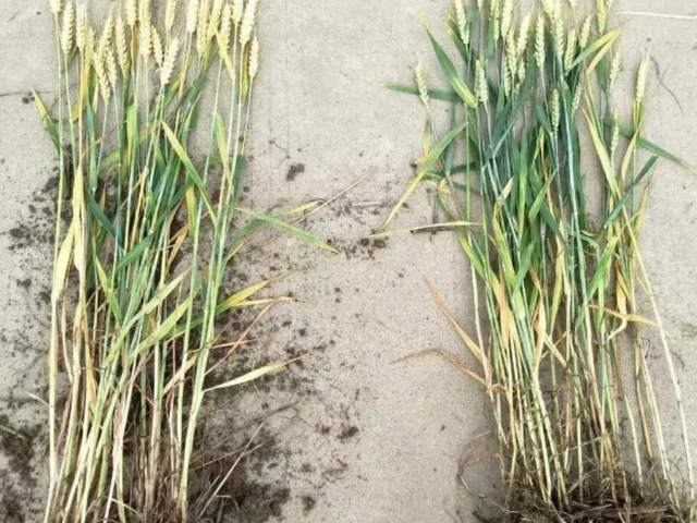 黃山葉面肥硅肥銷售 無錫信佳宜生物科技供應