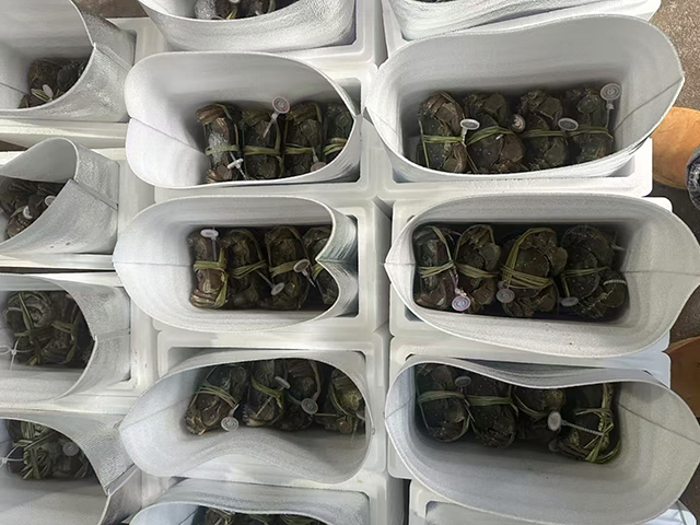 澳洲水果鮮活貨物空運溫度分類表