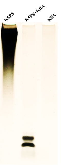 Identification of K5 polysaccharide (K5PS) with K5 lyase A (KflA)