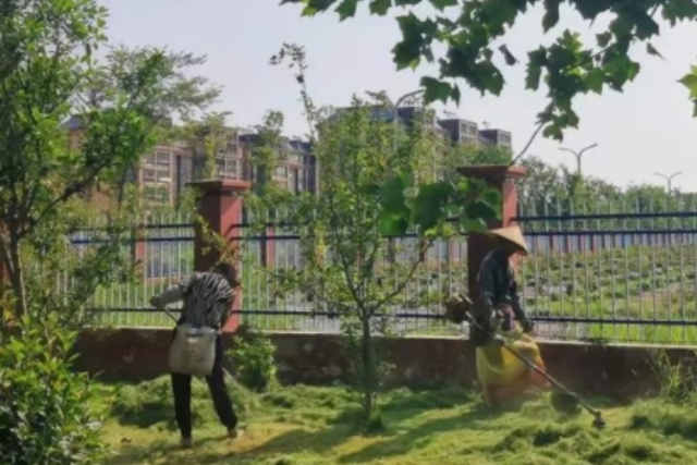 崇明區附近綠化養護大概費用