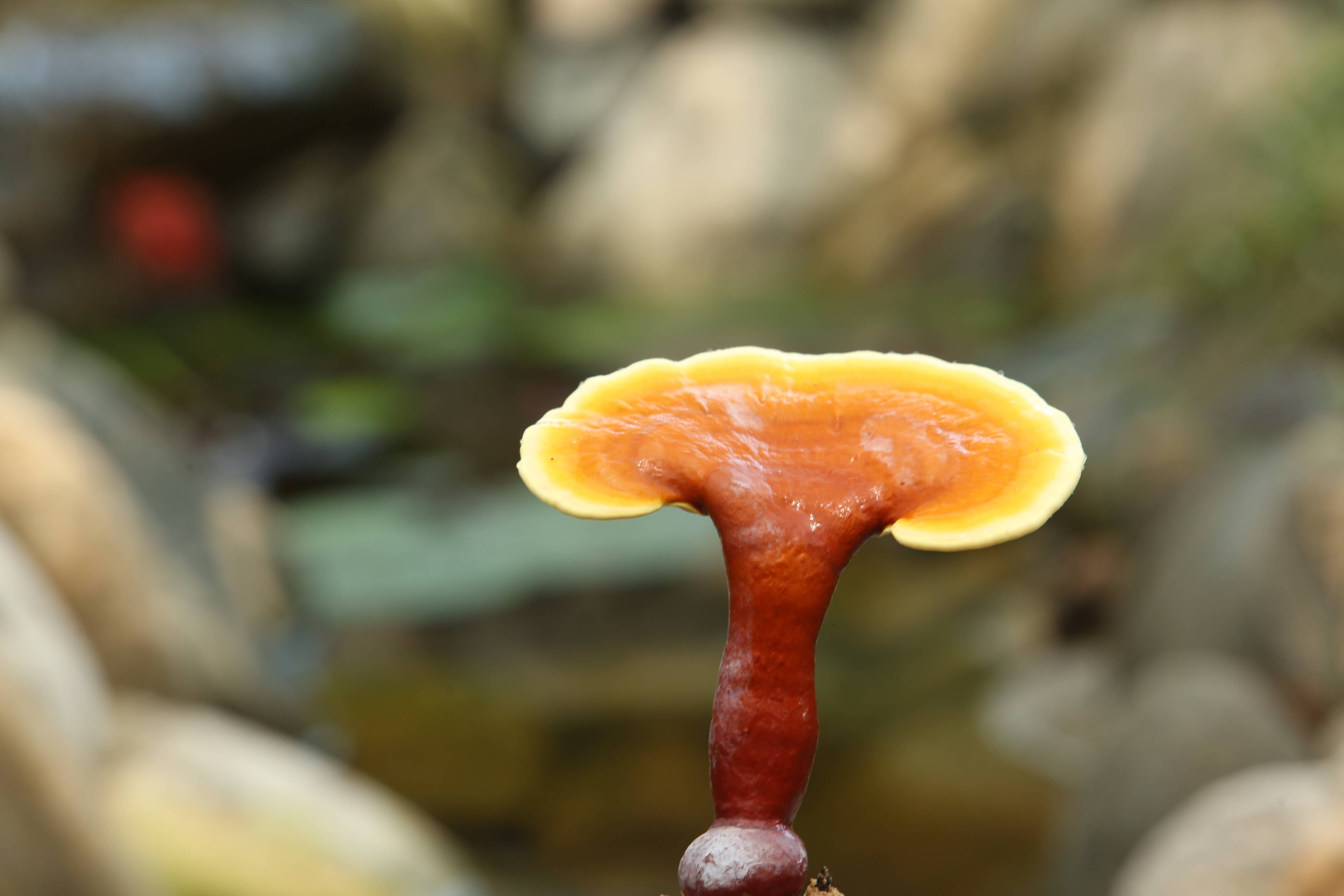 靈芝水——保濕、控油功效