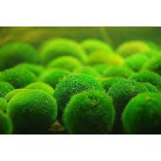 灏忕悆钘诲娉屼綋