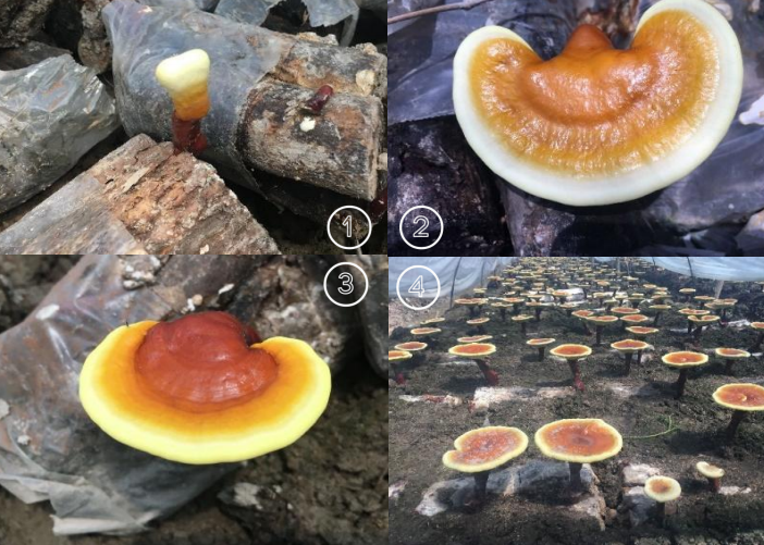 灵芝孢子油的六大优势